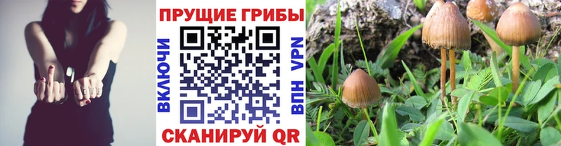 blacksprut рабочий сайт  Волгореченск  Галлюциногенные грибы MAGIC MUSHROOMS  наркота 